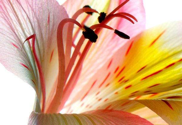Bright Flower II by Deborah J Humphries Bright Flower II by Deborah J Humphries